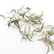 "1st Grade Yunnan Silver Needle" - White Puerh Tea