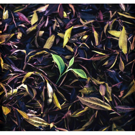 Mingzhe - Loose Leaf Green Puerh Tea