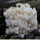 Lion's Mane (Hericium)