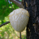 Lion's Mane (Hericium)