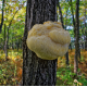 Lion's Mane (Hericium)