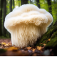 Lion's Mane (Hericium)