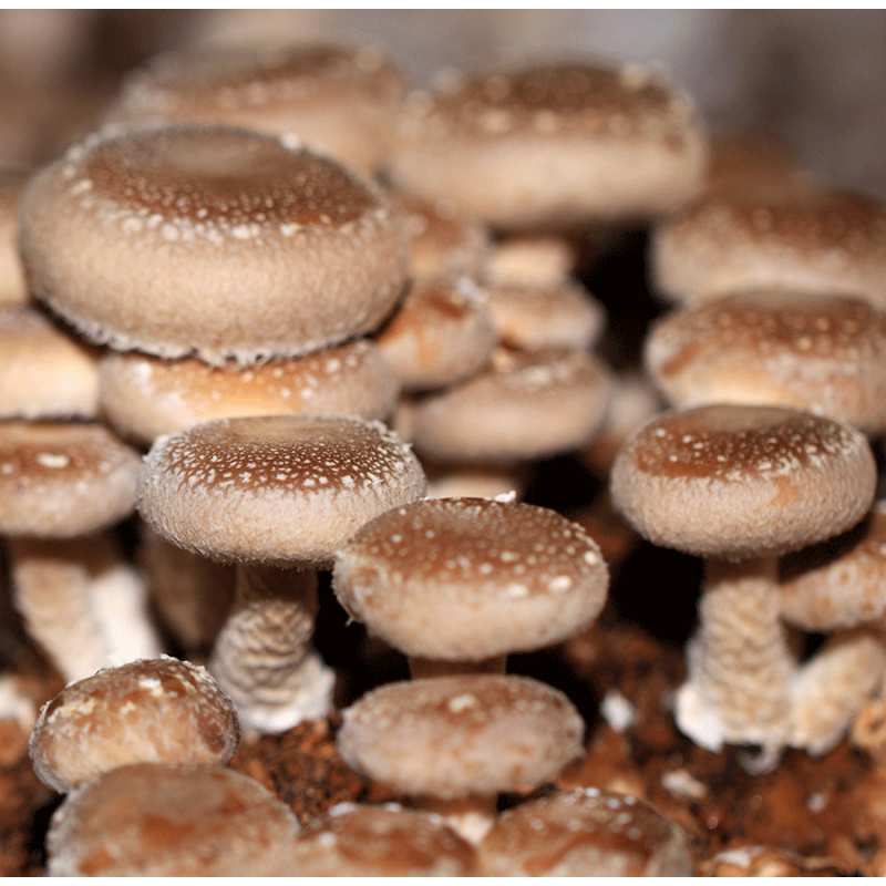 Shiitake - Vaso In Vetro Da 90 Capsule Di Estratto 8:1 Da 350mg Cad - Foto 11