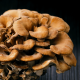 Maitake Extract 8:1