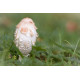 Lion's Mane (Hericium)