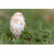 Lion's Mane (Hericium)