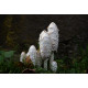 Lion's Mane (Hericium)