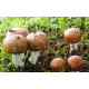 Shaggy Mane (Coprinus comatus) Mushroom Extract 8:1