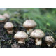 Shaggy Mane (Coprinus comatus) Mushroom Extract 8:1