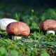 Shaggy Mane (Coprinus comatus) Mushroom Extract 8:1